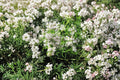 Mountain Mint – Herb 300 Seeds | Native Perennial Herb | Strong Minty Aroma | Pollinator Favorite