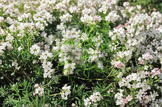 Mountain Mint – Herb 300 Seeds | Native Perennial Herb | Strong Minty Aroma | Pollinator Favorite