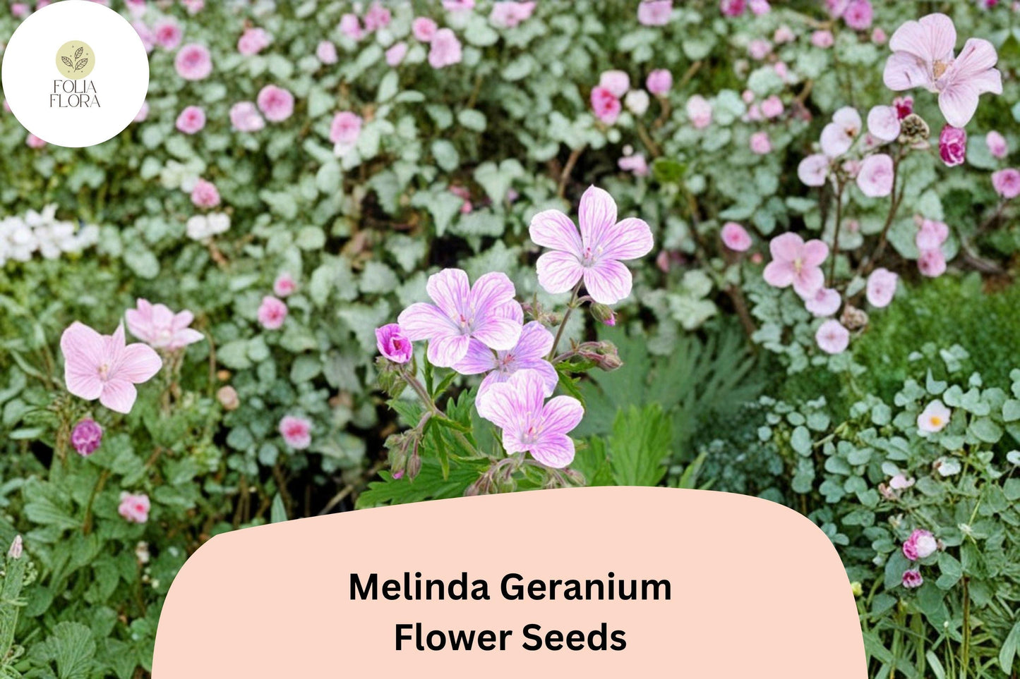 25+ Melinda Geranium Seeds | Hardy Perennial | Purple Geranium Blooms for Garden & Pollinator Borders