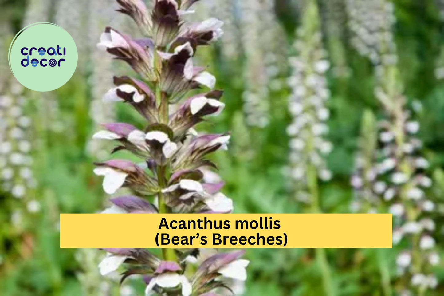 Acanthus Mollis Bear’s Breeches Live Root – Hardy Perennial Shrub with Purple & White Blooms, Ornamental Flowering Plant