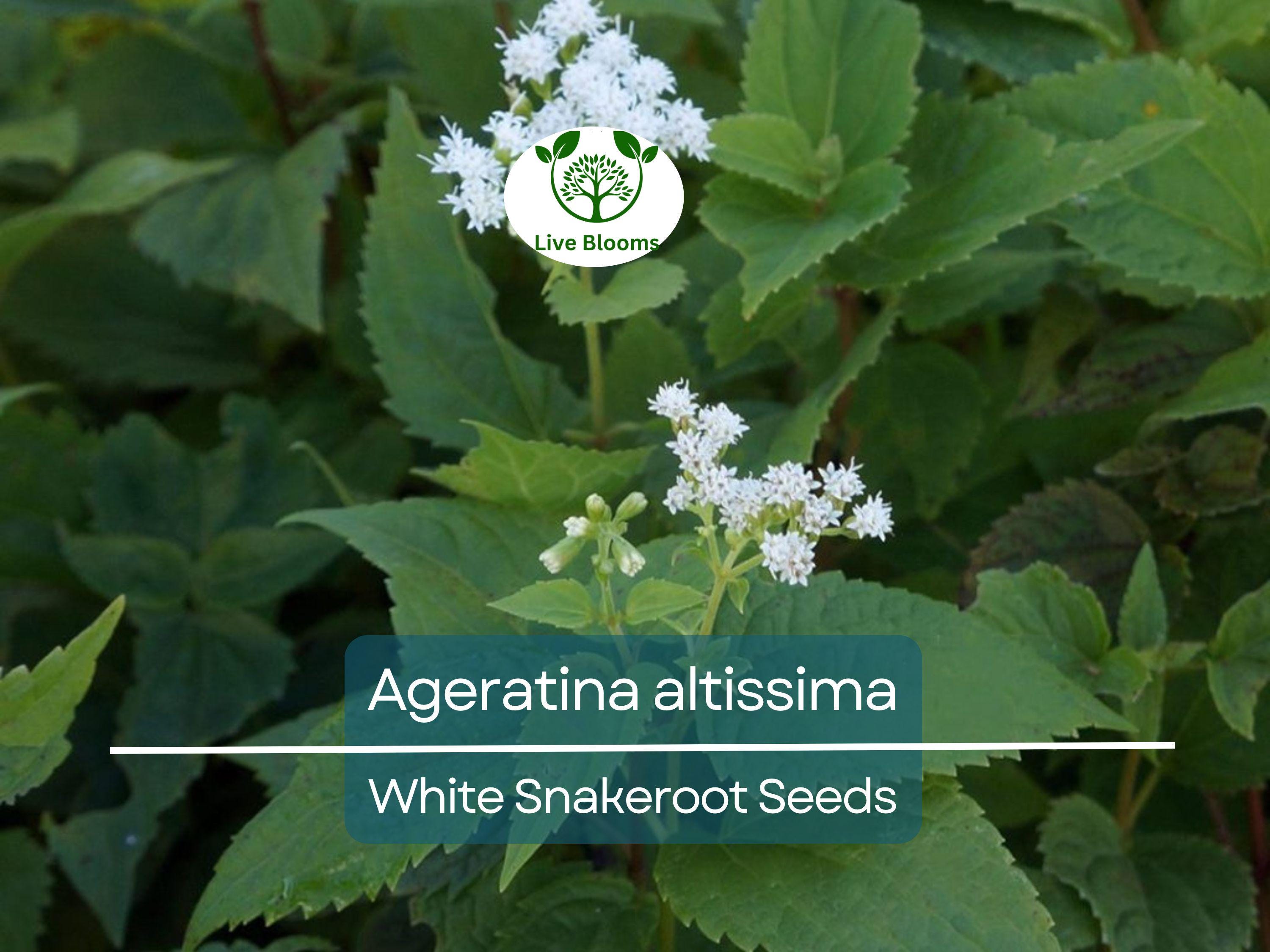 500 Ageratina Altissima White Snakeroot Seeds, Native Perennial, White Flowers, Pollinator-Friendly, Woodland Garden