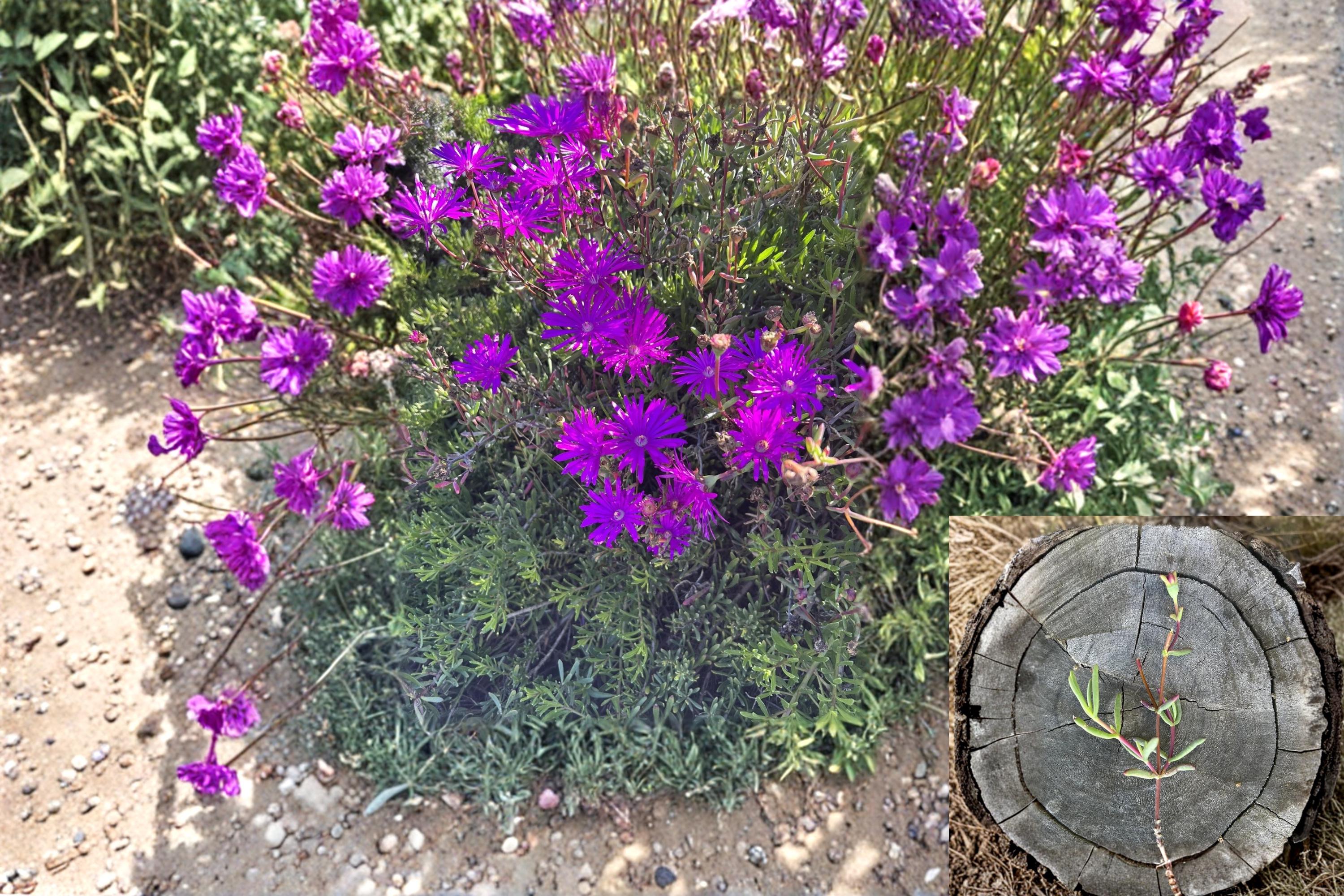 Creeping Ice Plant 12 Cuttings (Delosperma) Purple Pink Succulent Ground Cover