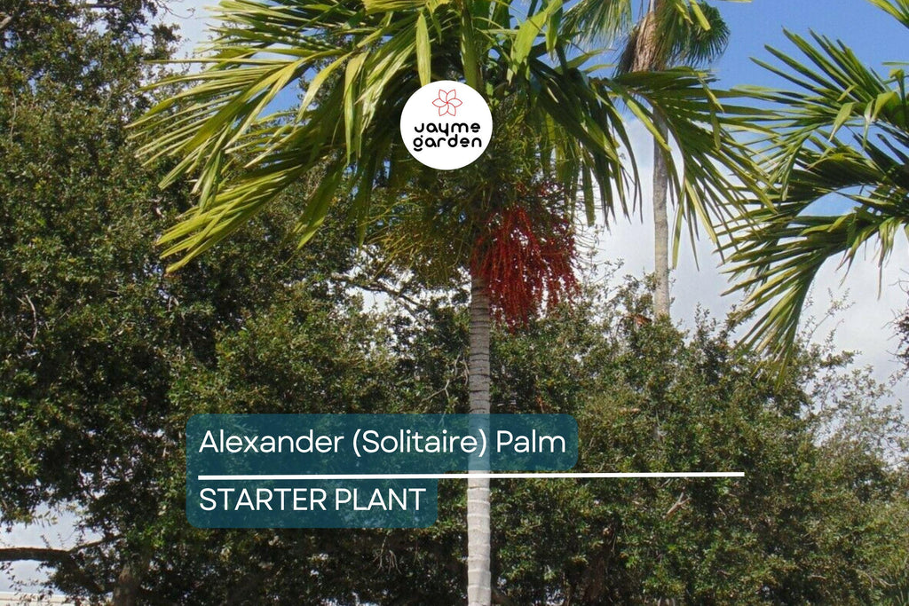 6 Alexander (Solitaire) Palm Tree Seedlings | Live Bare Root Starter Plants 4-7" Tall | Tropical, Self-Cleaning | Easy-Care Landscaping