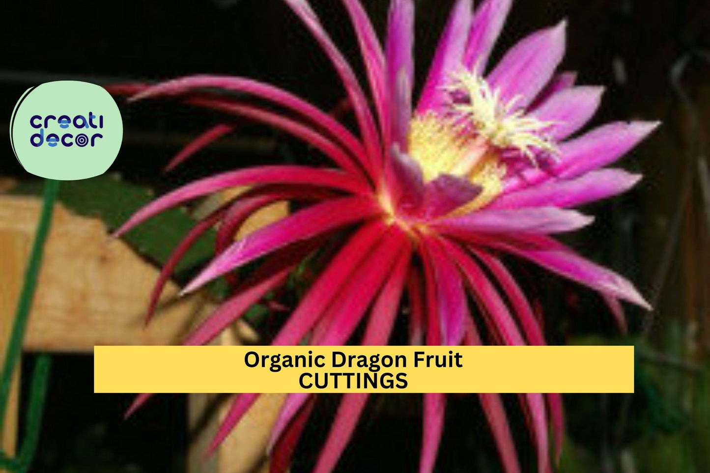 10 Organic Dragon Fruit Cuttings | Hylocereus Cactus Starter Plants | 8–14" Long Unrooted Vines | Grow Sweet Tropical Fruits