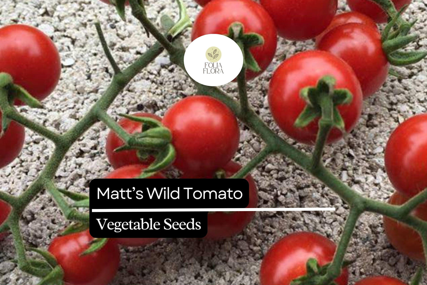 Matt’s Wild Cherry Tomato Seeds | 25 Seeds | Solanum Lycopersicum | Heirloom, Sweet Flavor, Prolific, Easy to Grow