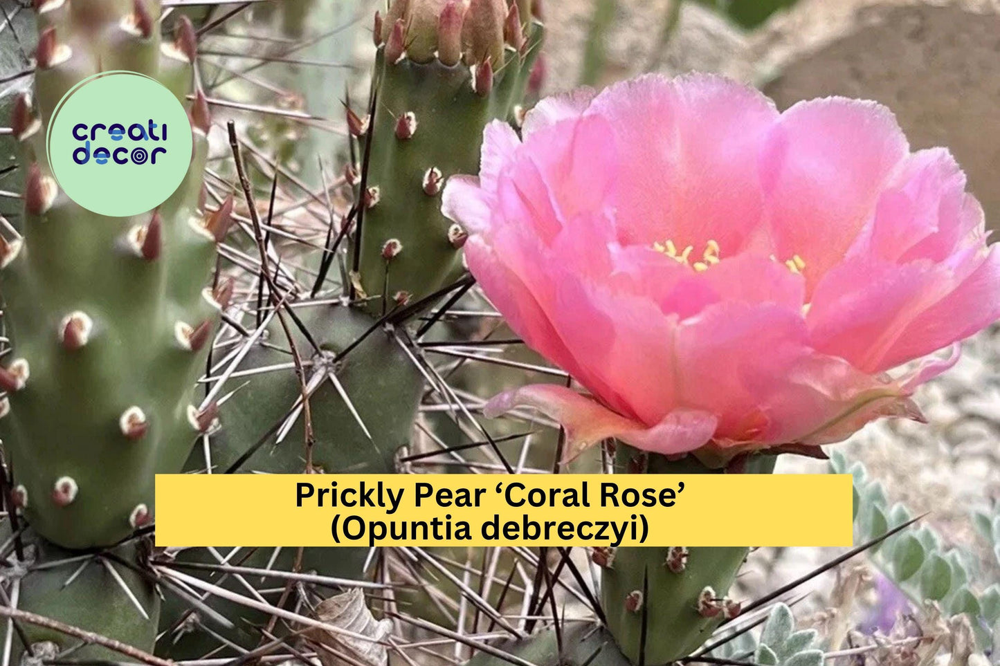 Prickly Pear Cactus ‘Coral Rose’ – Opuntia debreczyi – Cold Hardy Cactus Cutting for Drought-Tolerant Rock Gardens
