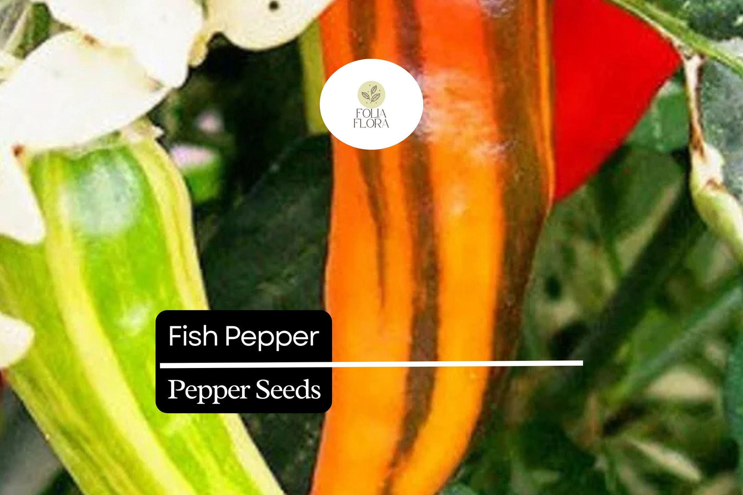 20 Fish Pepper Seeds – Heirloom, Striped Spicy Chili, Non-GMO, High-Yield Capsicum annuum