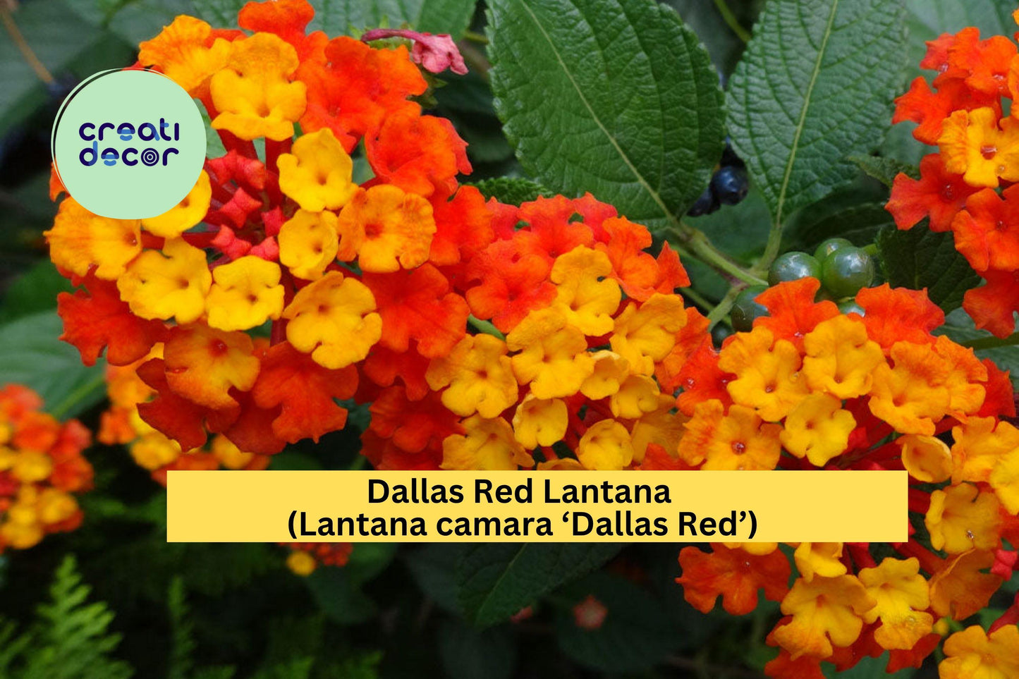 Dallas Red Lantana Plant | Lantana camara ‘Dallas Red’ | 1 Gallon Fully Rooted Live Perennial Flowering Shrub