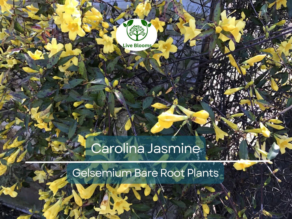 6 Carolina Jasmine Vines – Yellow Flowering Live Plants with Roots – Fast-Growing Climber – Fragrant Evergreen Starter Pack