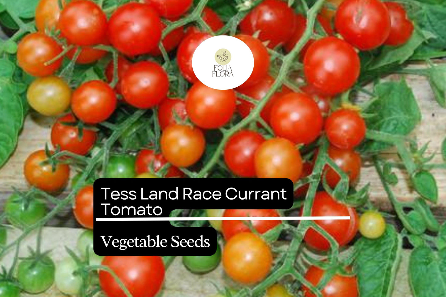 25 Seeds Tess' Land Race Currant Tomato | Tiny Cherry Tomatoes | Heirloom, High-Yield, Sweet Flavor, Perfect for Snacking & Salads