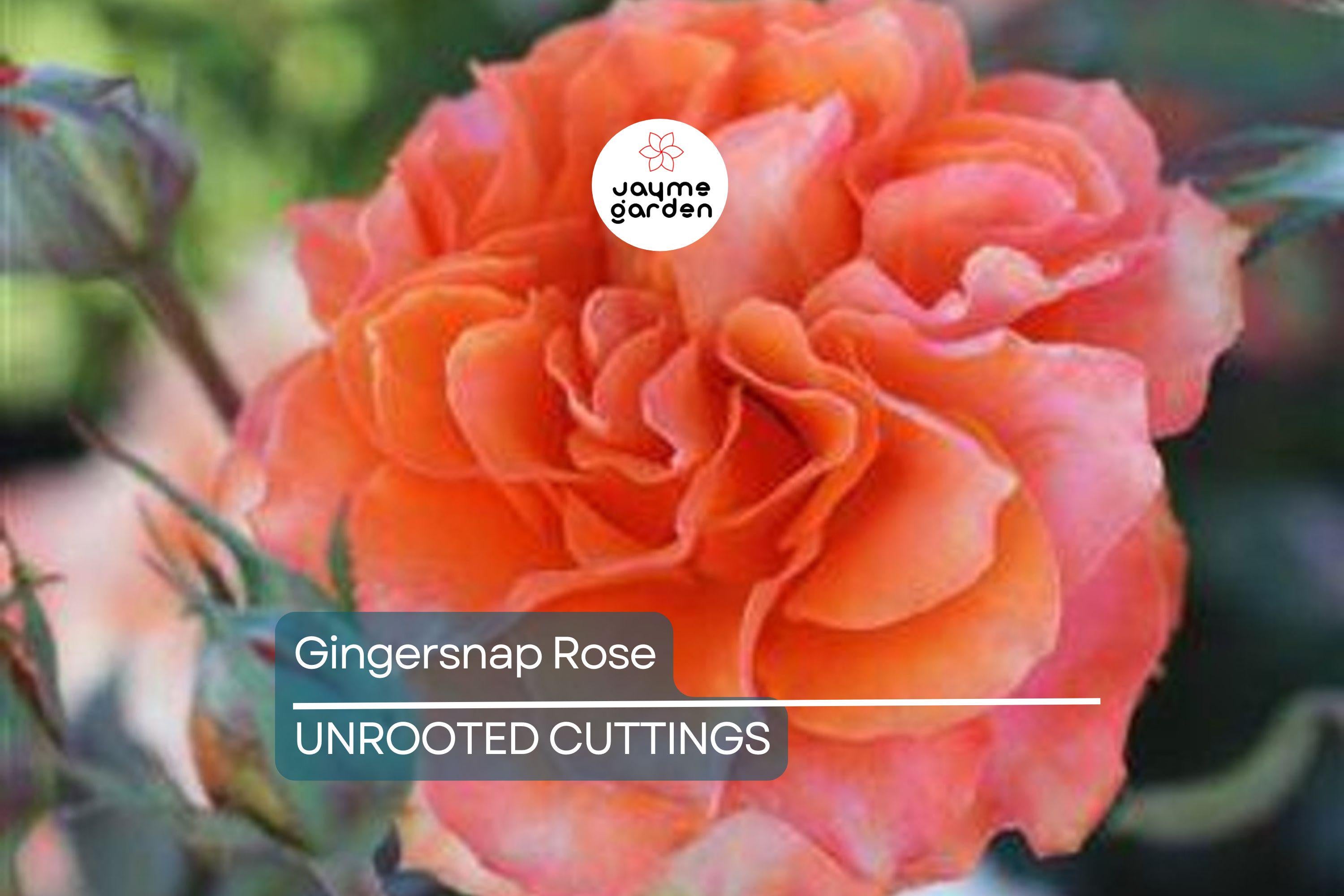 Gingersnap Rose 1.5 Gal Potted - Bright Orange Reblooming Floribunda with Light Fragrance