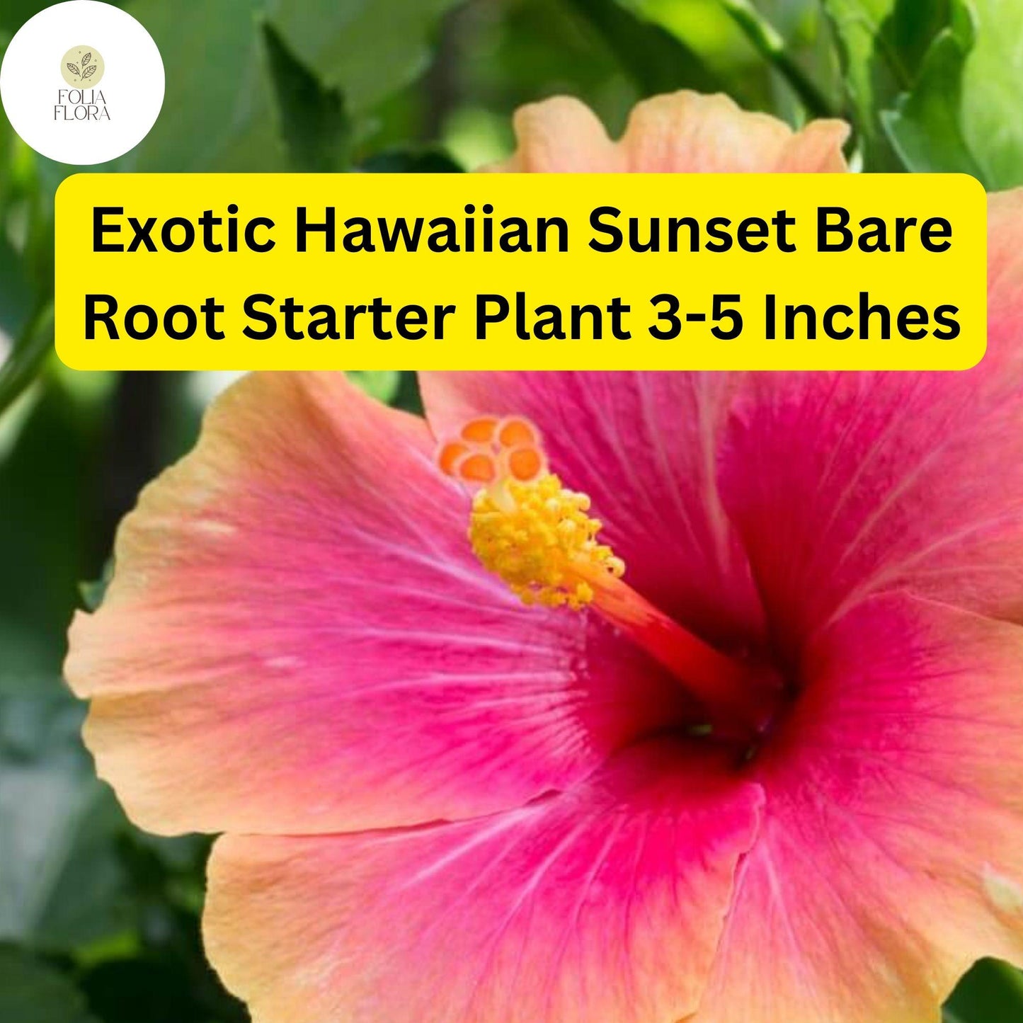1 Hibiscus rosa-sinensis 'Hawaiian Sunset Fiesta' - Exotic Hibiscus Bare Root Starter Live Plant 3-5 Inches