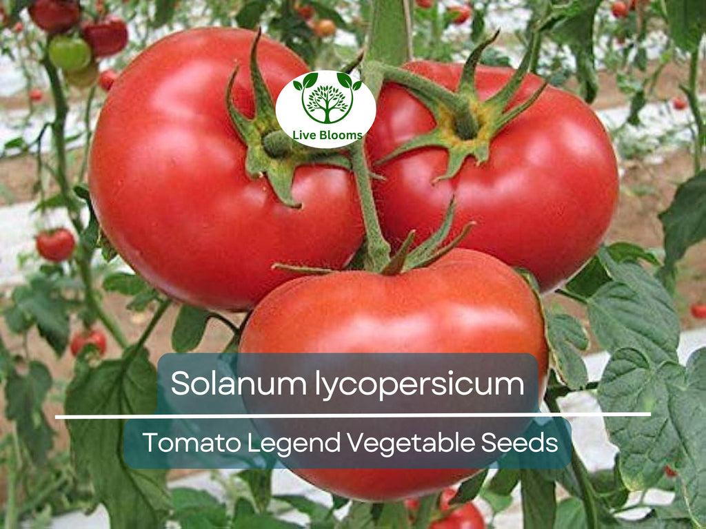 100 mg Seeds Tomato Legend – Solanum lycopersicum Vegetable for Planting | Disease-Resistant, Early-Maturing, Heirloom Variety