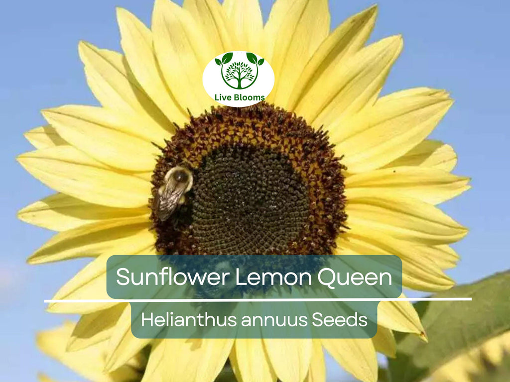 100 Sunflower Seeds - Lemon Queen | Helianthus annuus | Non-GMO, Cut Flower, Branching, Multiple Blooms, Pollinator Favorite