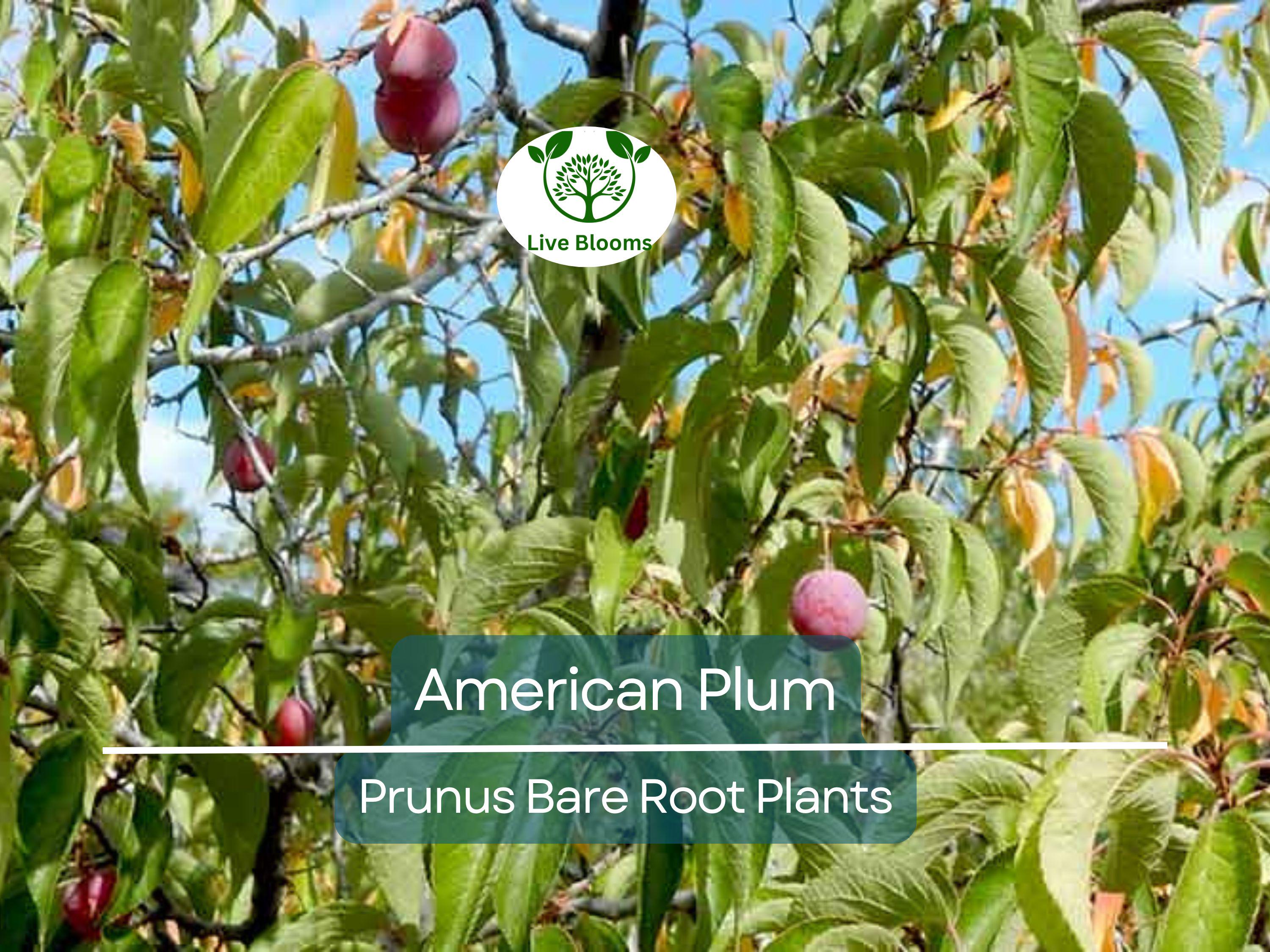 10 American Plum Tree Saplings – Native Bare Root Plants – Prunus Americana for Wildlife, Pollinators, Edible Landscaping