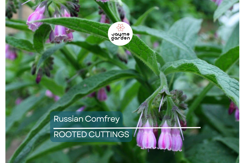Large Live Russian Comfrey Crown Cuttings - Bocking #14 (5 Pack), 1-2" Shoots & Roots, Freshly Dug, Soil Builder, Permaculture Plant