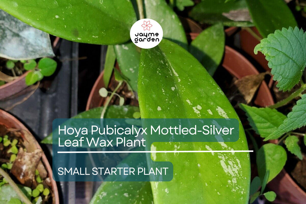 Hoya Pubicalyx Starter Plant - Mottled-Silver Leaf Wax Plant, 5" Tall - Tropical Vining Houseplant with Stunning Foliage & Fragrant Blooms