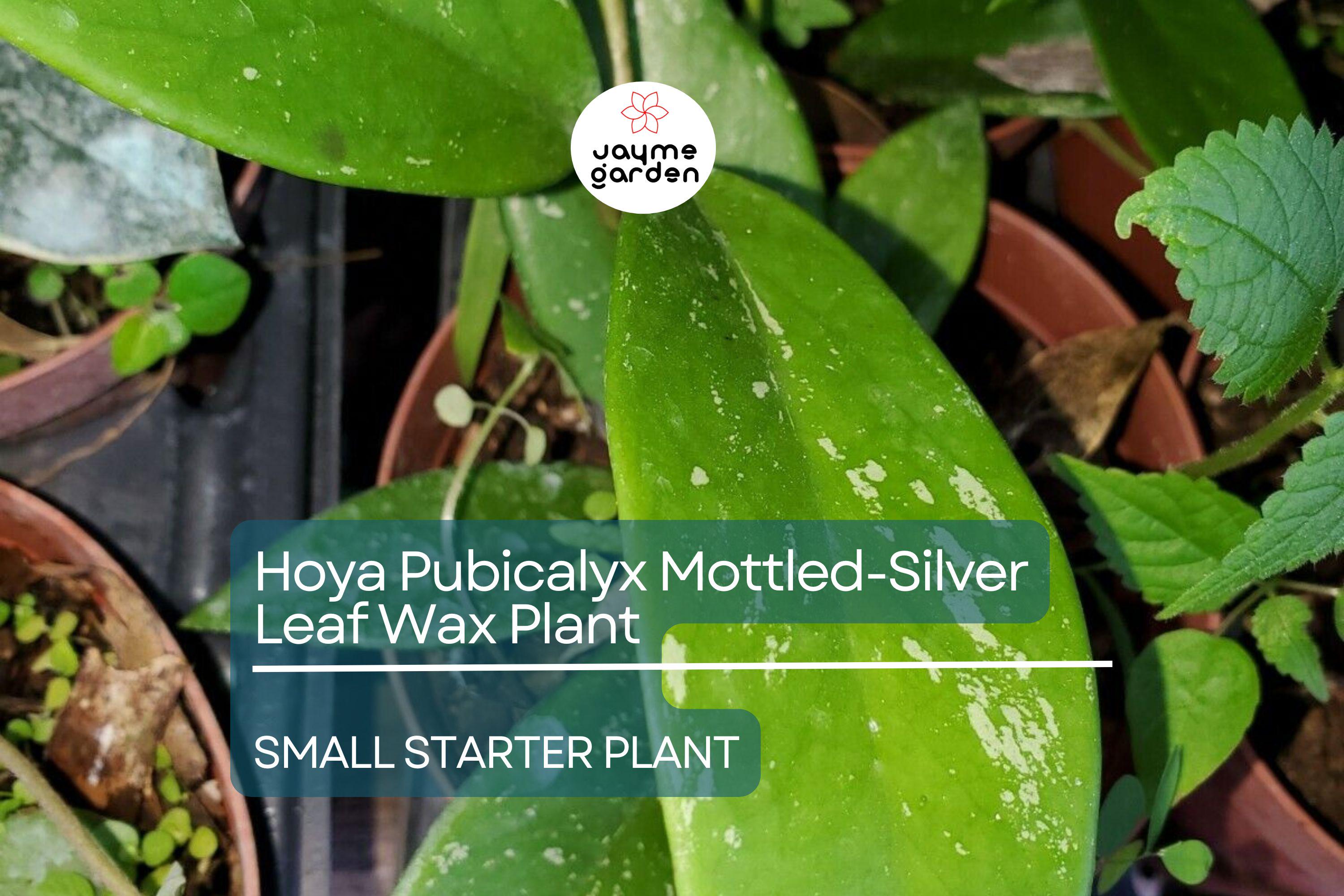 Hoya Pubicalyx Starter Plant - Mottled-Silver Leaf Wax Plant, 5" Tall - Tropical Vining Houseplant with Stunning Foliage & Fragrant Blooms