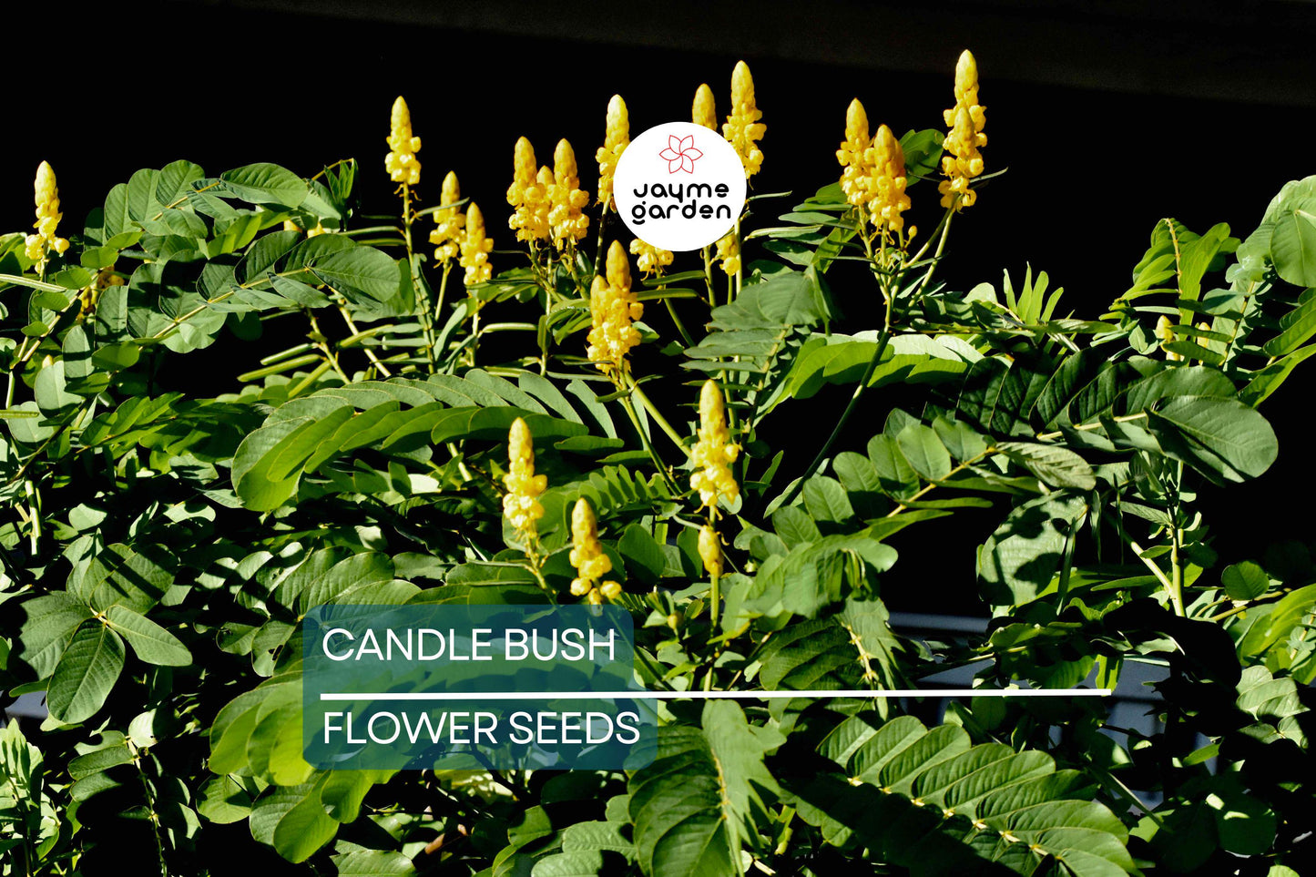 20 Candle Bush Seeds (Cassia Alata) – Fast-Growing Senna Tree, Butterfly Flower