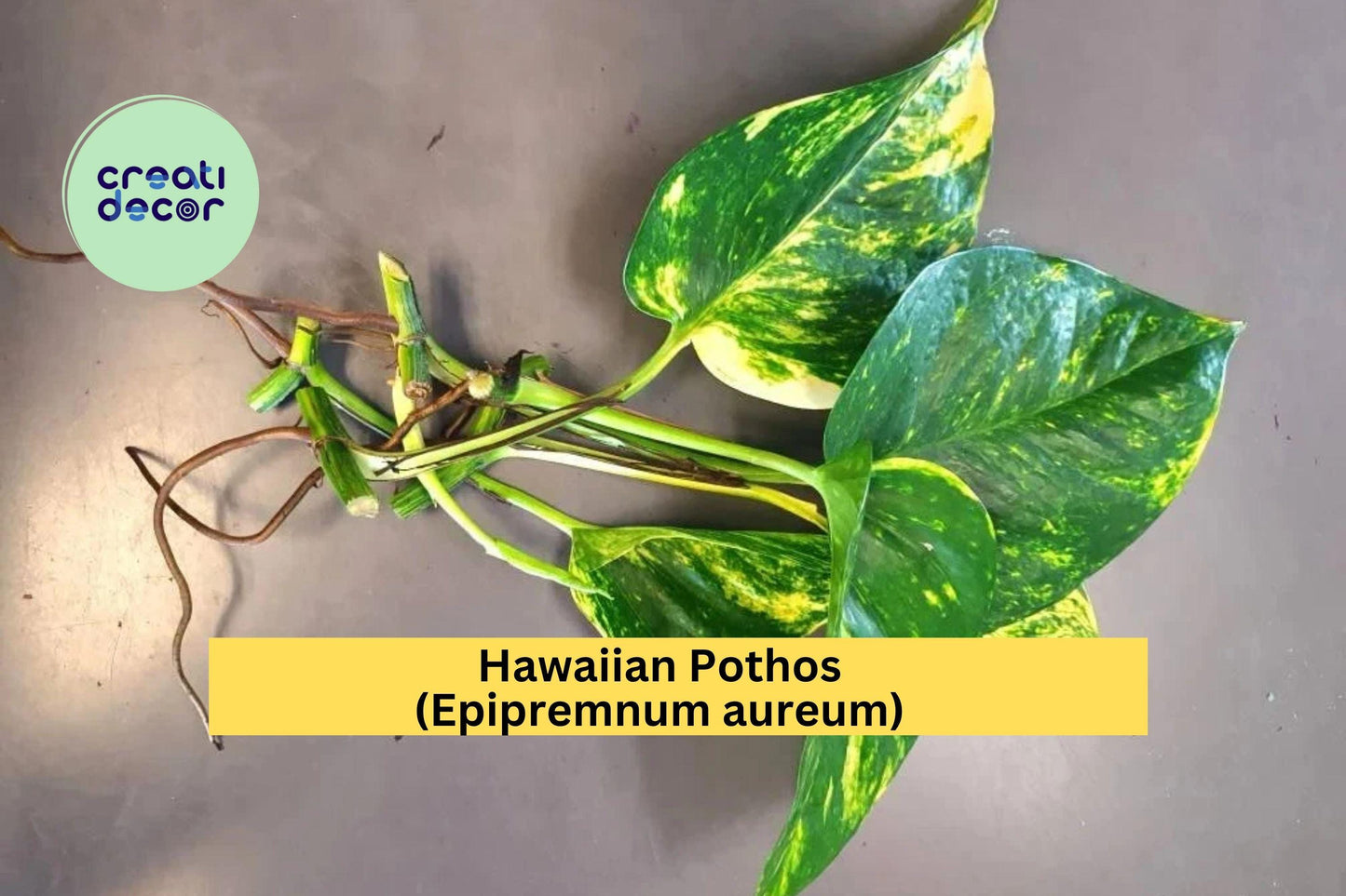 Hawaiian Pothos Leaf Cuttings (5 Pack) – Air Roots & Nodes – Easy to Propagate Indoor Vine, Epipremnum aureum