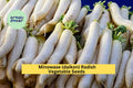 3pcs of 1g Japanese Minowase Daikon Radish Seeds – Crisp White Long Roots, Great for Pickling or Stir Fry, Easy to Grow Seeds for Planting