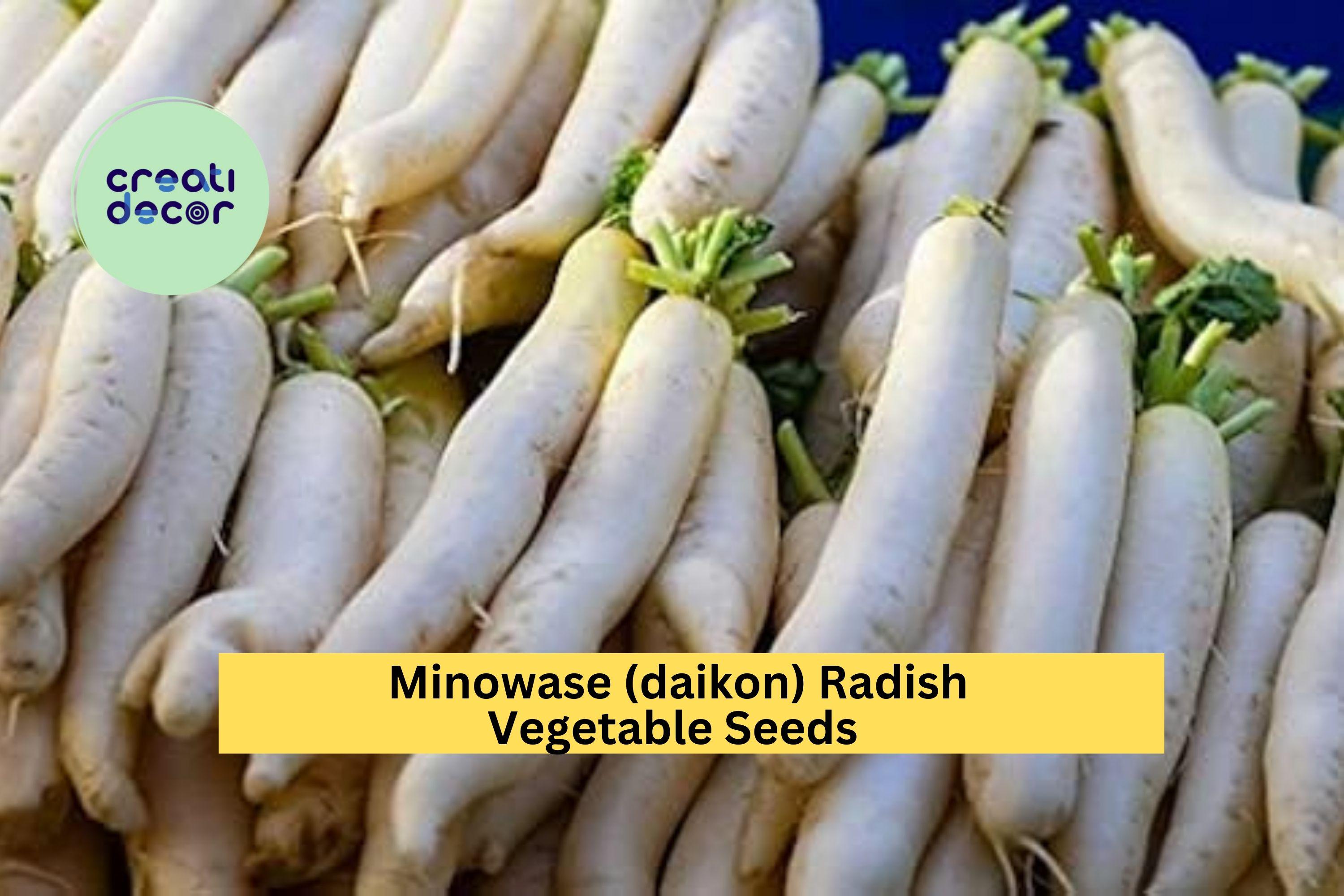 3pcs of 1g Japanese Minowase Daikon Radish Seeds – Crisp White Long Roots, Great for Pickling or Stir Fry, Easy to Grow Seeds for Planting