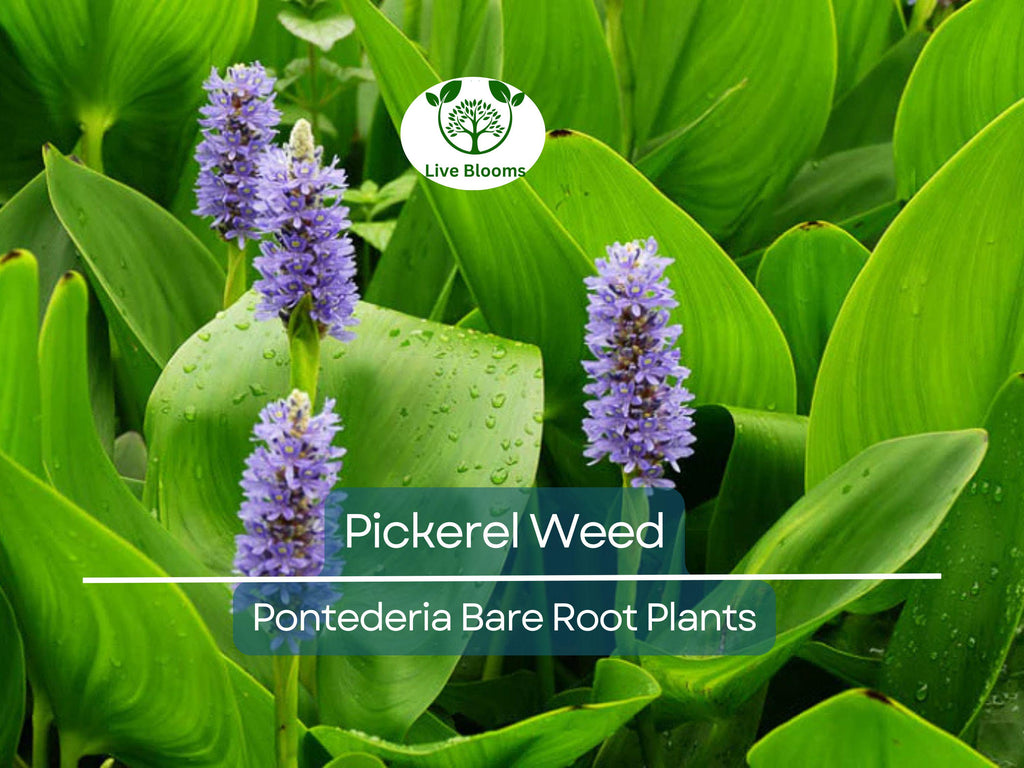 1 Pickerel Weed – Live Bare Root Plant | Pontederia cordata | Native Aquatic Plant | Large Purple Pickerel Rush for Ponds & Wetlands