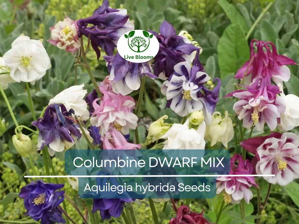 500 Seeds Columbine DWARF MIX Granny's Bonnet Perennial Flowers - Aquilegia Non-GMO, Fall Planting, Easy to Grow, Colorful Garden Blooms