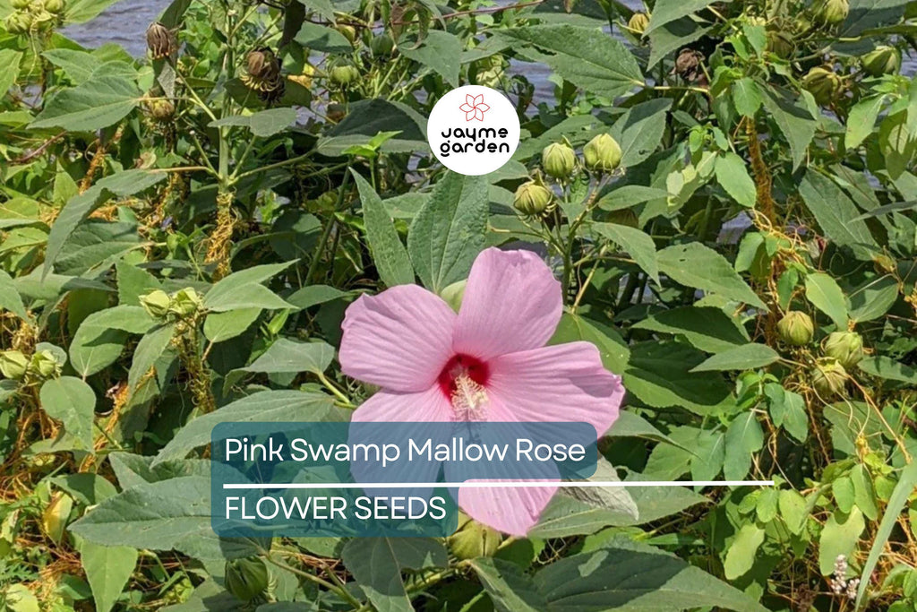 20 Pink Swamp Rose Mallow Seeds - Hardy Hibiscus (Hibiscus moscheutos) - 7 Ft Tall, Large 6-9" Flower