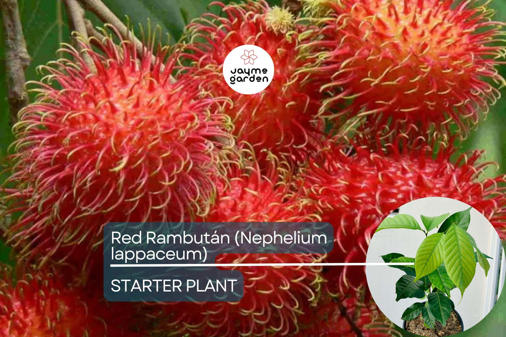 Red Rambutan Tree (Nephelium lappaceum) – Live Exotic Tropical Fruit Plant Vibrant 12”-24” Starter