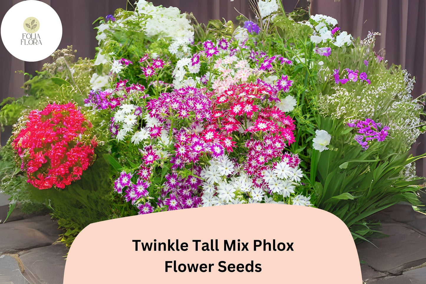 100+ Twinkle Tall Mix Phlox Seeds – Colorful Star-Shaped Blooms, Annual Garden Flowers