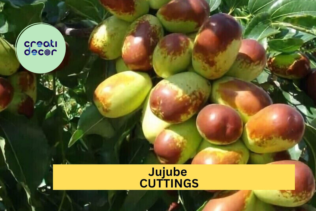 5 Sherwood Jujube Cuttings – Chinese Red Date / Tao Tau / Hong Zao – Unrooted Hardwood for Grafting or Propagation – USA