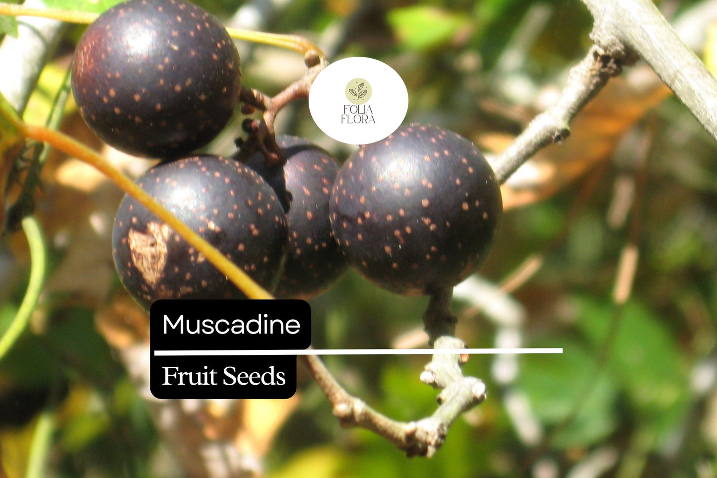 Muscadine Grape Seeds (Vitis rotundifolia) | 5 Seeds | Sweet Edible Grapes | Native Vine | Ideal for Wine & Jellies