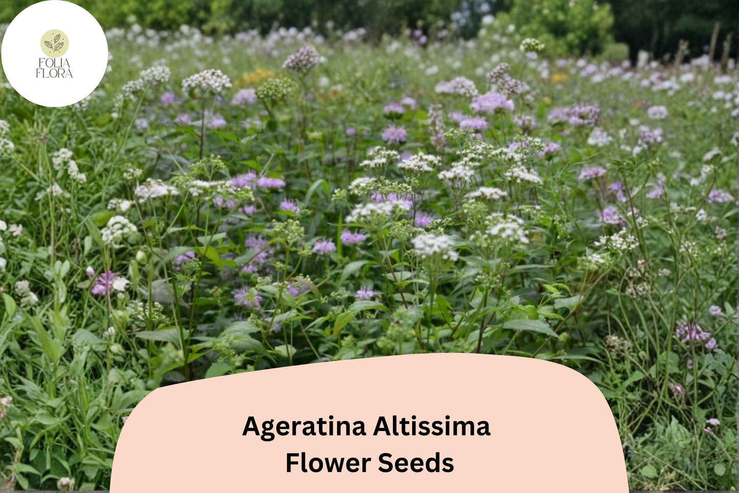 500 Ageratina altissima Seeds | White Snakeroot | Native Wildflower for Pollinator & Woodland Gardens
