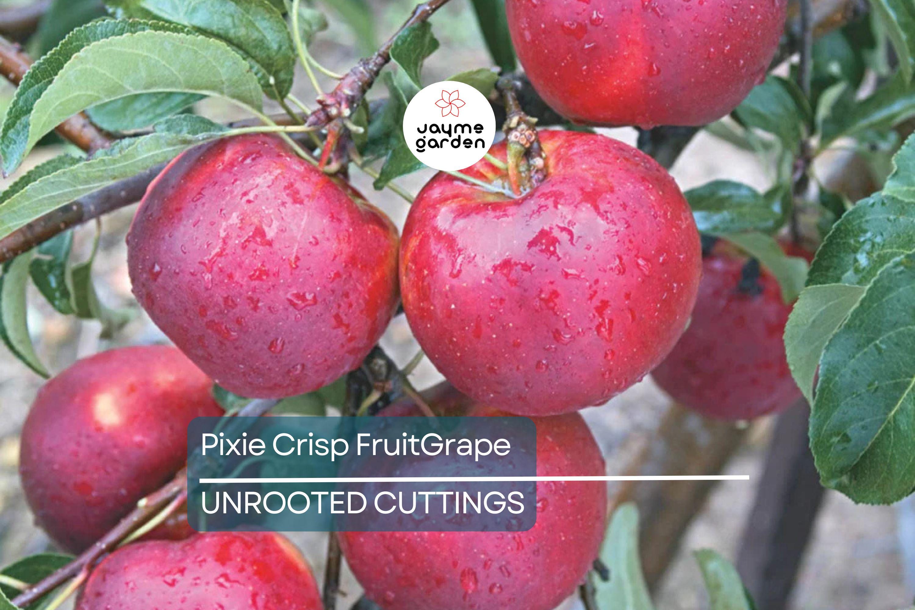 6 Pixie Crisp Apple Tree Scion Cuttings (6-10") for Grafting/Rooting - Fresh Premium Wood from High-Yield Trees