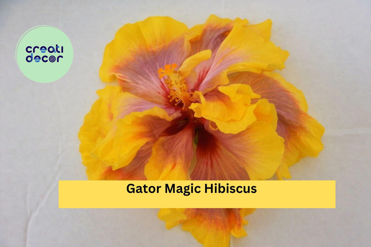Gator Magic Hibiscus – Tropical Hibiscus rosa-sinensis Live Rooted Starter Plant, Ships Bare Root, Exotic Flowering Houseplant