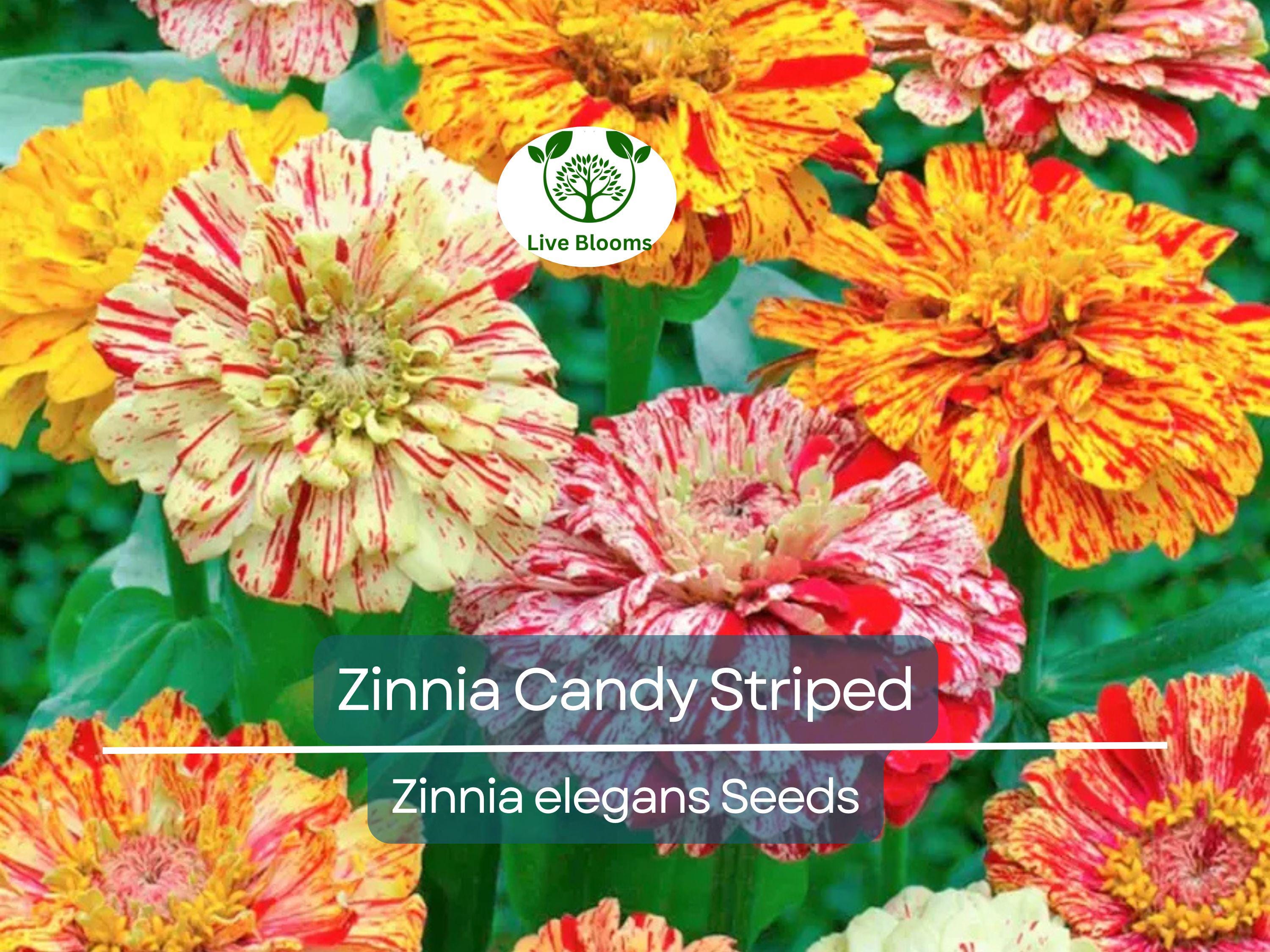 150 Seeds Zinnia Candy Striped Heirloom Double Flowers, Striped Blooms, Non-GMO, Vibrant Garden Accent, Perfect for Cut Flowers