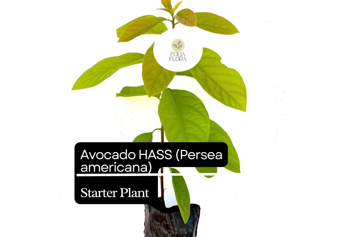 1 Starter Plant Avocado Hass Tree (Persea americana) Live Tropical Fruit Tree 12"-24"