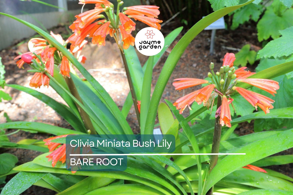Clivia Miniata Bush Lily – Old Bare Root Plant – Orange Blooms – 15 Leaves – No Flower – Live Plant – Ready to Plant