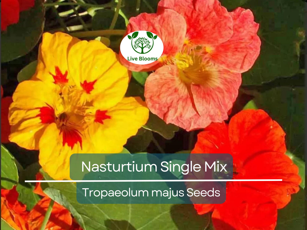 25 Seeds Nasturtium Single Mix Climbing Vine, Red Flowers, Fragrant, Attracts Hummingbirds, Non-GMO, Easy to Grow, for Gardens & Trellises