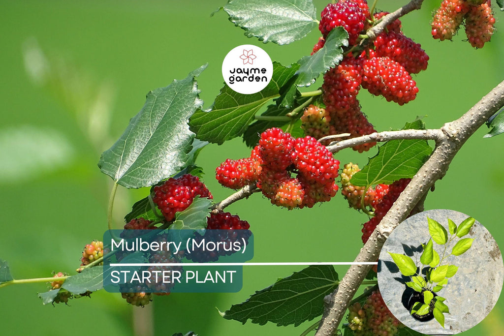 Mulberry Tree 1′-2′ Live Starter Tropical Fruit Tree | Morus | Sweet Berries | Perfect for Gardens | Easy to Grow & Nutritious