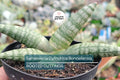 Sansevieria Cylindrica Boncellensis (Starfish Plant) 6"-10" Rooted Succulent - Tough & Drought-Resistant