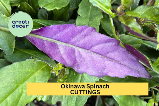 12 Okinawa Spinach Cuttings – Gynura bicolor Fresh 5–6" Unrooted Stems for Easy Growing in Garden or Pots – USA