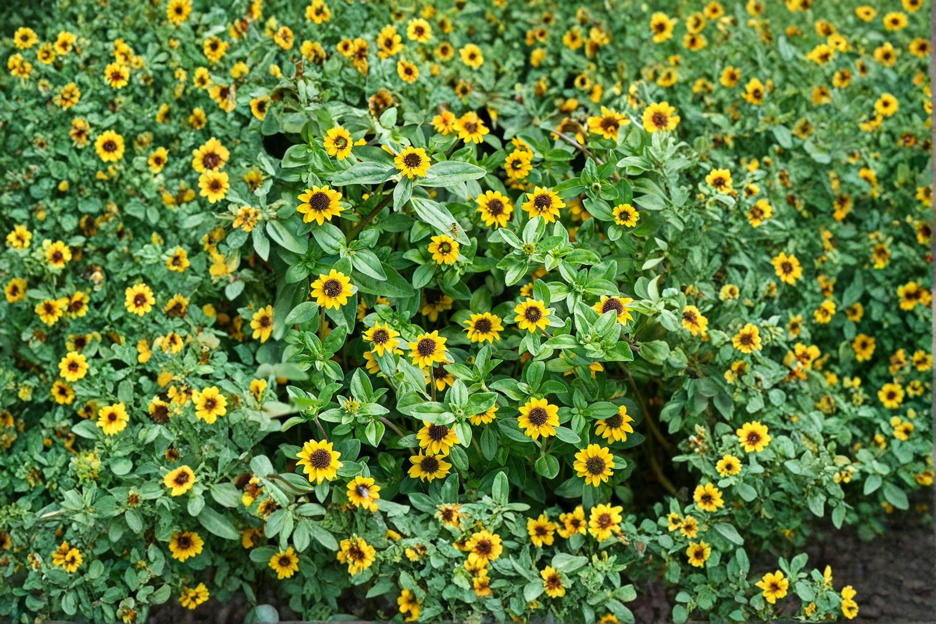 Creeping Zinnia – Sanvitalia procumbens 100 Seeds | Low-Growing Annual | Bright Yellow Blooms | Ground Cover Flower