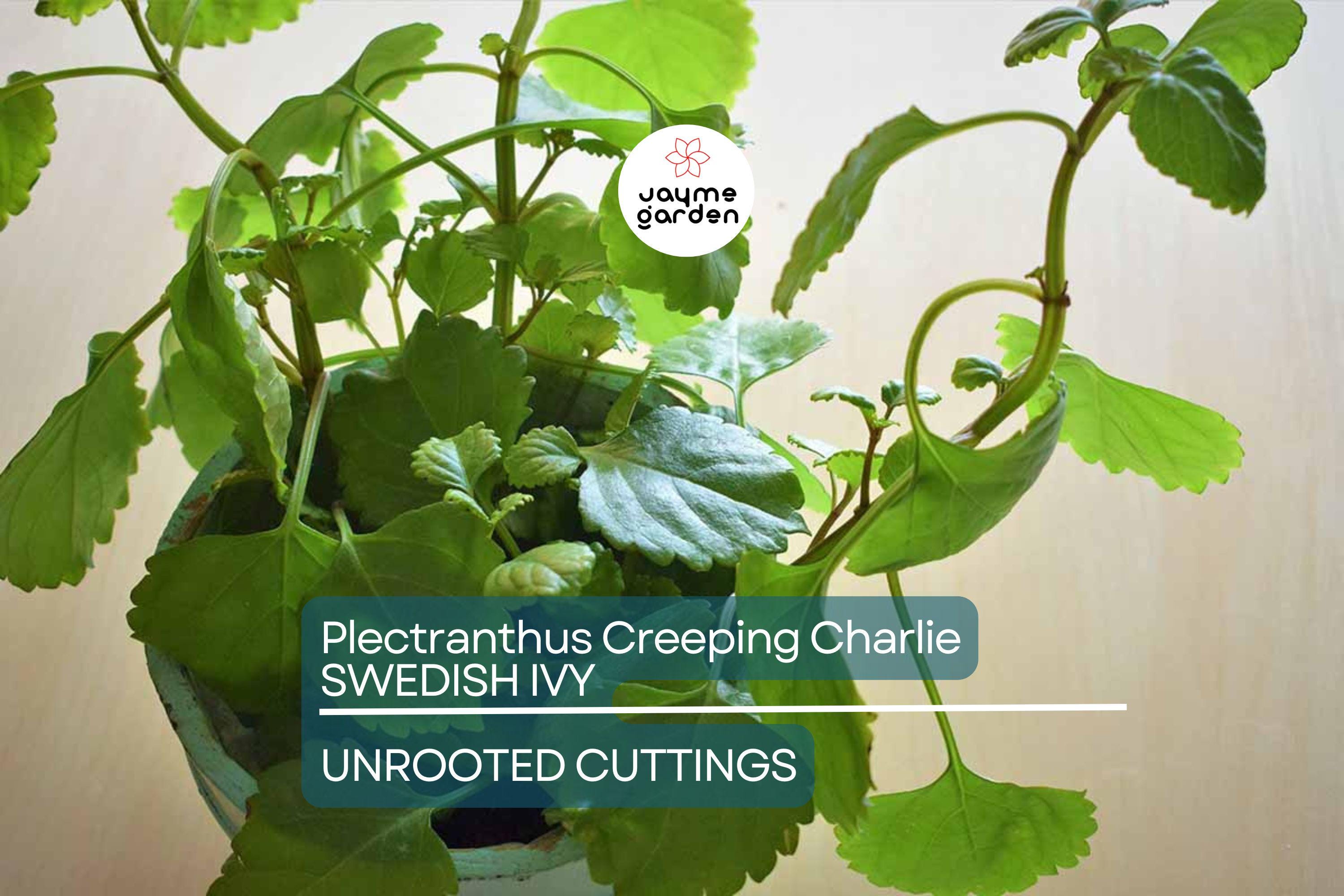 4 Swedish Ivy Cuttings - Plectranthus Creeping Charlie - 5”+ Houseplants, Easy Care, Trailing Foliage, Ready to Root