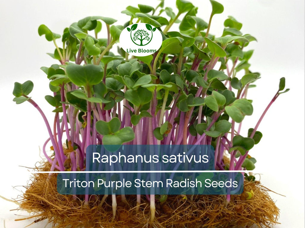 80 Seeds Radish Triton Purple Stem – Raphanus sativus | Heirloom Radish Seeds for Planting, Gardening & Crisp Purple Harvests