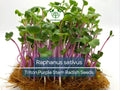80 Seeds Radish Triton Purple Stem – Raphanus sativus | Heirloom Radish Seeds for Planting, Gardening & Crisp Purple Harvests