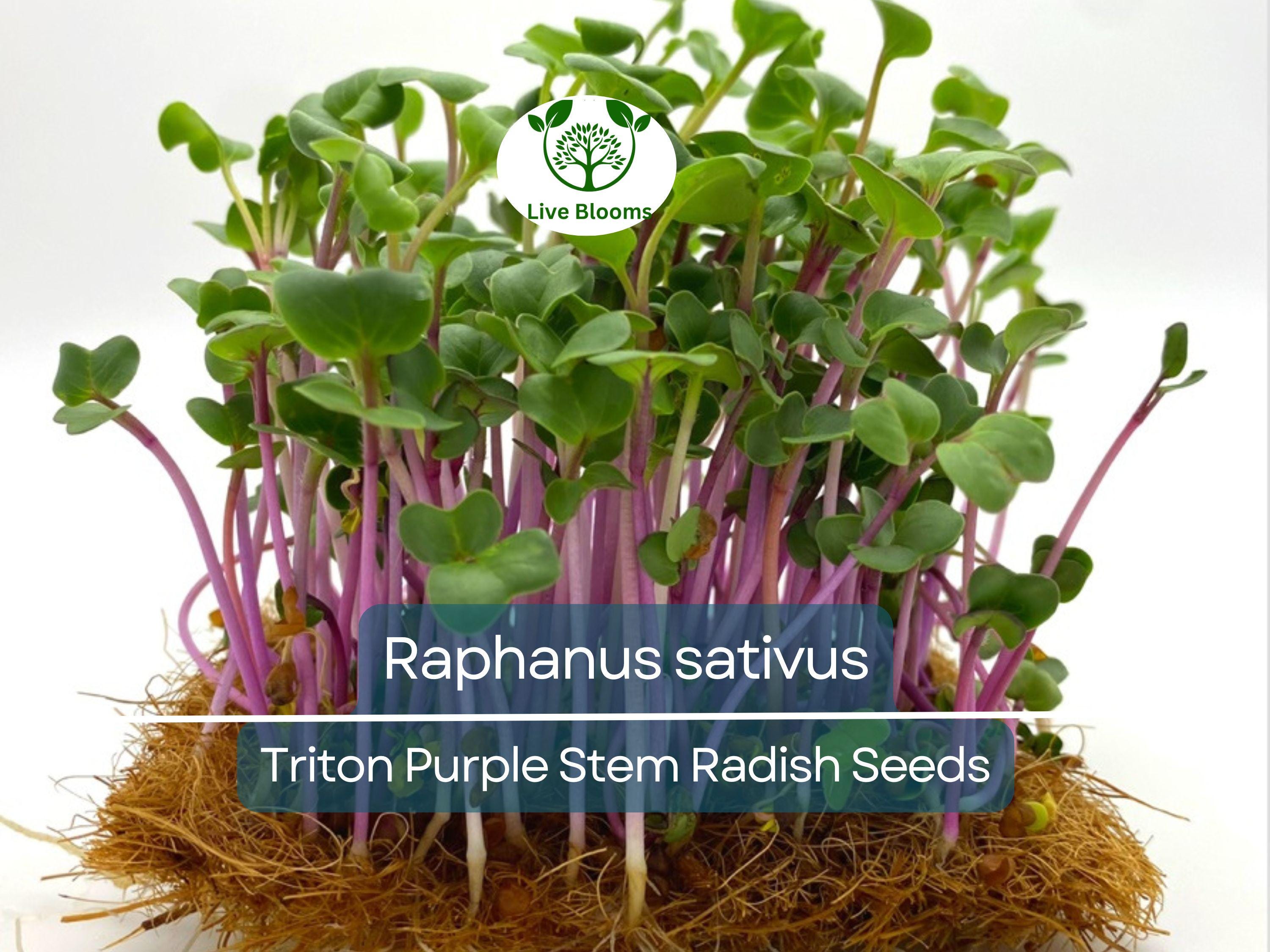 80 Seeds Radish Triton Purple Stem – Raphanus sativus | Heirloom Radish Seeds for Planting, Gardening & Crisp Purple Harvests
