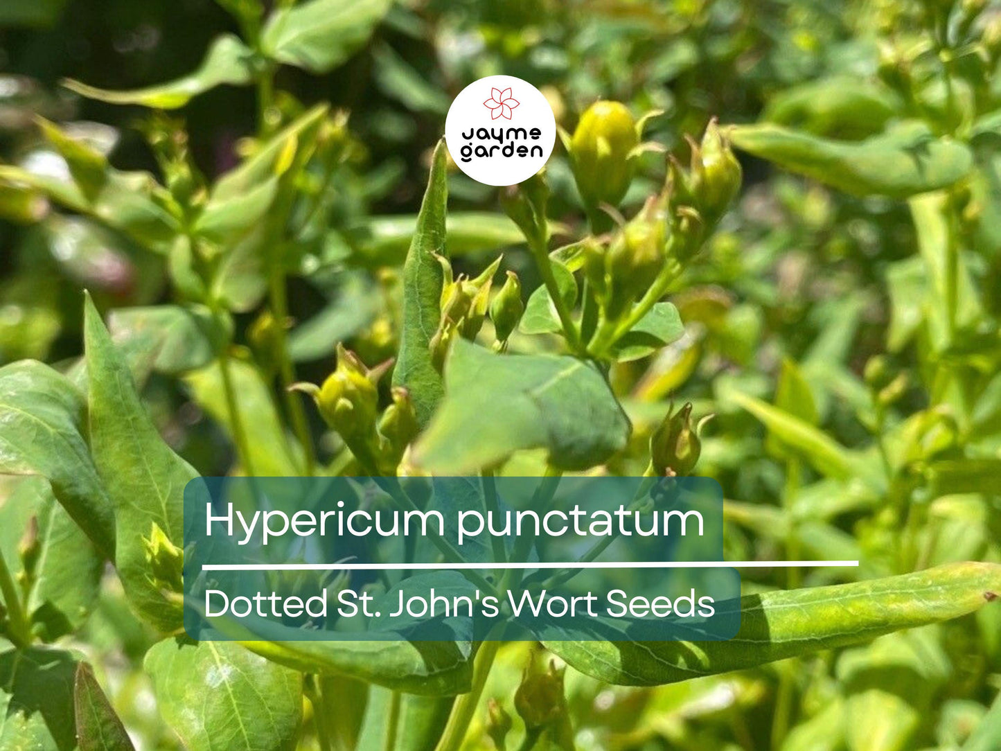 500 Seeds Hypericum Punctatum | Dotted St. John's Wort for Planting | Native Perennial Wildflower | Yellow Pollinator Plant | Medicinal Herb