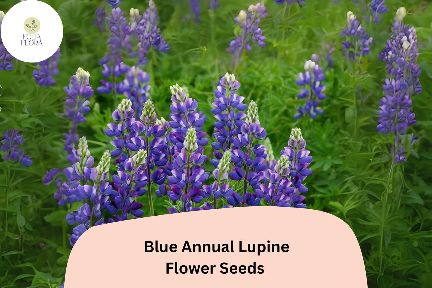 Lupinus angustifolius Blue Annual Lupine Seeds – 25+ Vibrant Wildflowers for Pollinators & Gardens